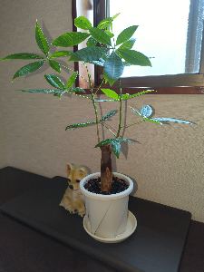 パキラ