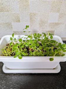 アロマティカス