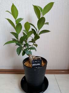 ガジュマル