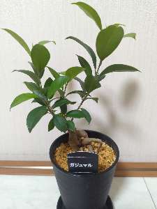 ガジュマル
