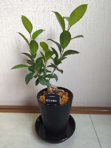ガジュマル