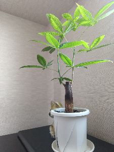 パキラ